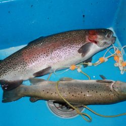 としまえんフィッシングエリア 釣果