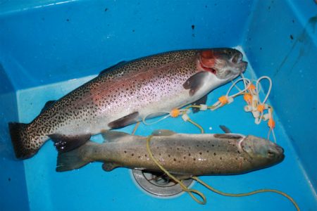 としまえんフィッシングエリア 釣果