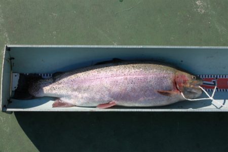 としまえんフィッシングエリア 釣果