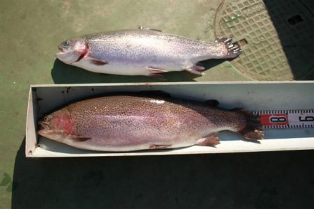 としまえんフィッシングエリア 釣果