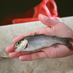 としまえんフィッシングエリア 釣果