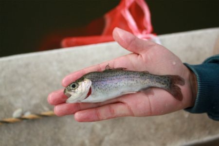 としまえんフィッシングエリア 釣果
