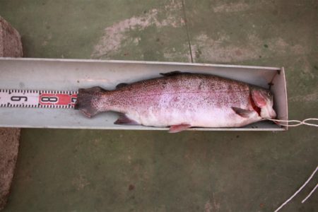 としまえんフィッシングエリア 釣果