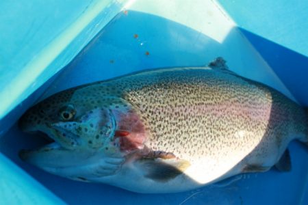 としまえんフィッシングエリア 釣果