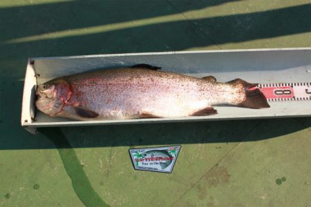 としまえんフィッシングエリア 釣果