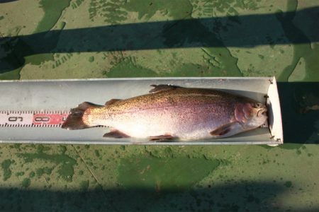 としまえんフィッシングエリア 釣果