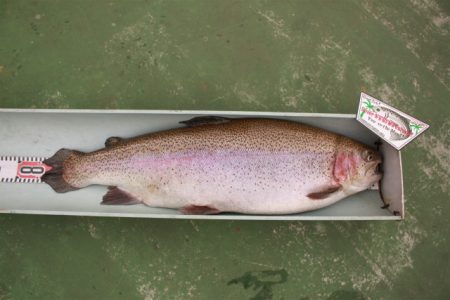 としまえんフィッシングエリア 釣果