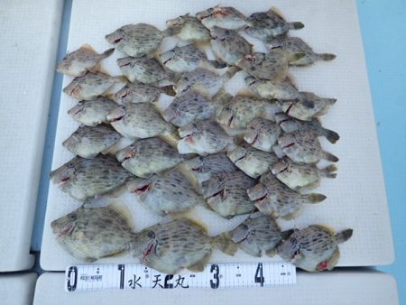 水天丸 釣果