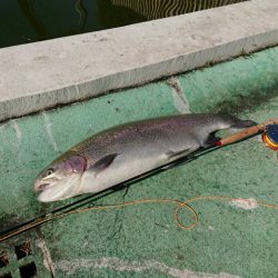 としまえんフィッシングエリア 釣果