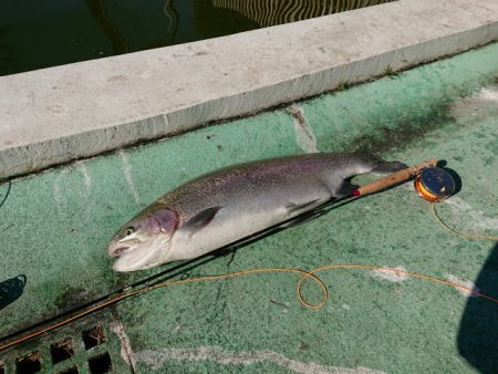 としまえんフィッシングエリア 釣果