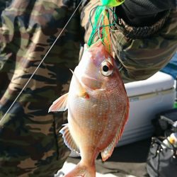 遊漁船　家入 釣果