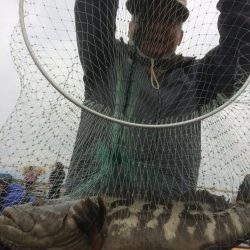 海の釣堀 海恵 釣果