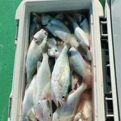 金沢八景鴨下丸 釣果