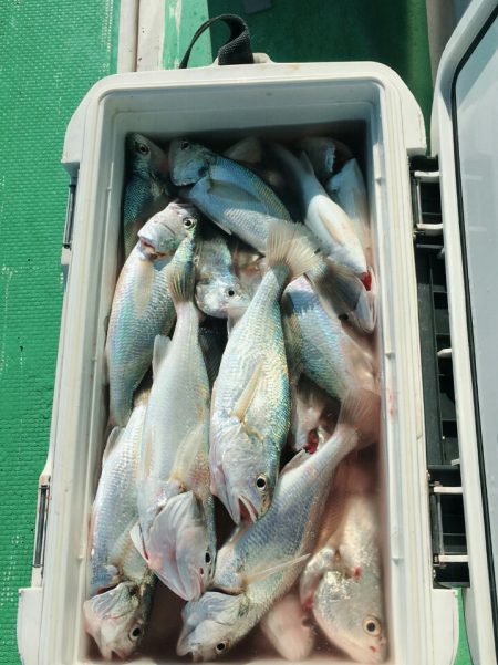 金沢八景鴨下丸 釣果