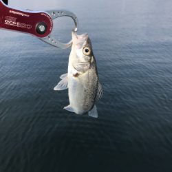 アマテラス 釣果