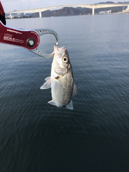 アマテラス 釣果