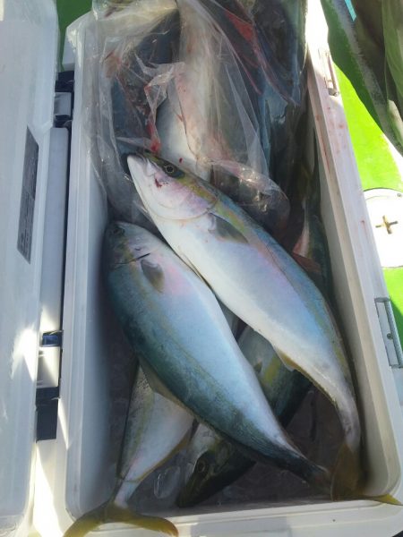 丸万釣船 釣果