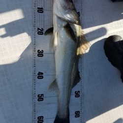 海龍丸（島根） 釣果