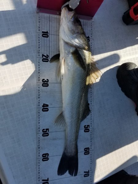 海龍丸（島根） 釣果