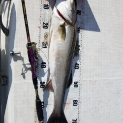 海龍丸（島根） 釣果