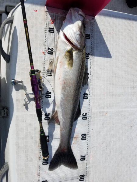海龍丸（島根） 釣果