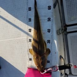 海龍丸（島根） 釣果