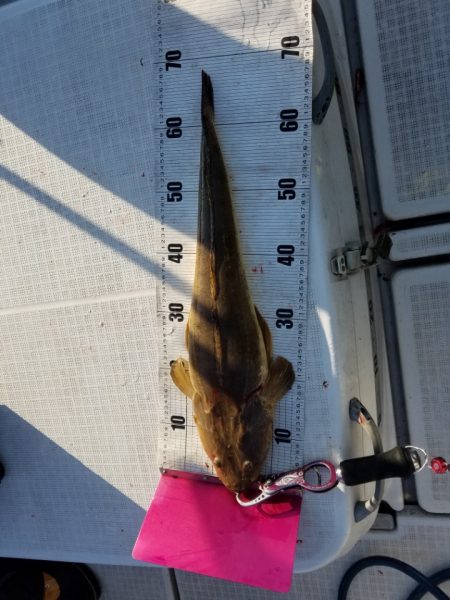 海龍丸（島根） 釣果