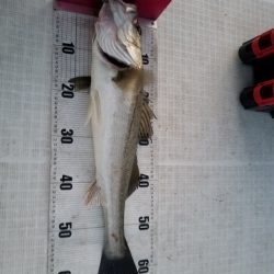 海龍丸（島根） 釣果