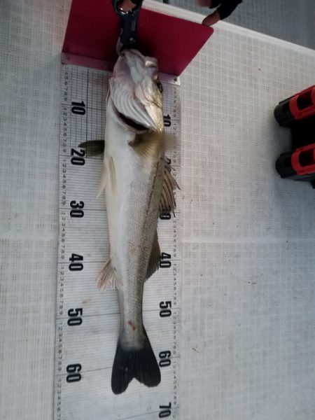 海龍丸（島根） 釣果