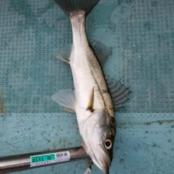 アマテラス 釣果