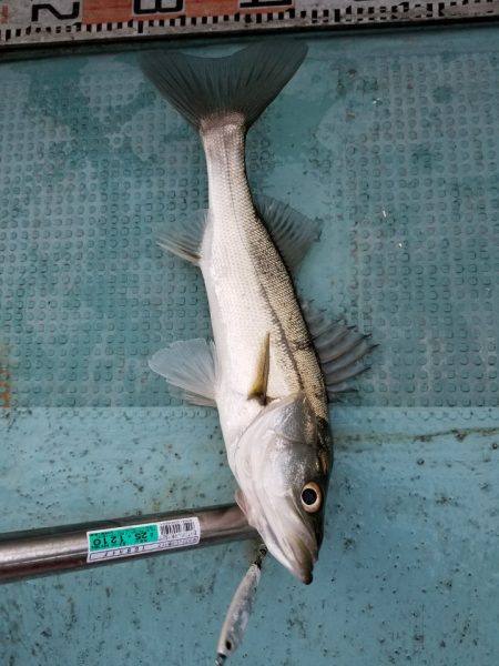 アマテラス 釣果