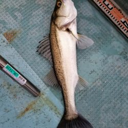 アマテラス 釣果