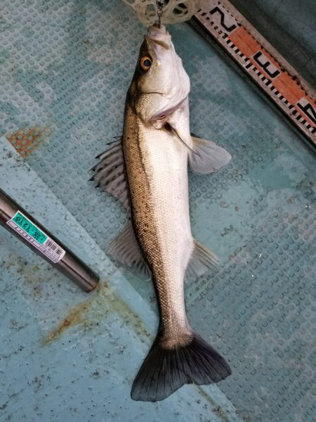 アマテラス 釣果