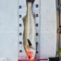 海龍丸（島根） 釣果