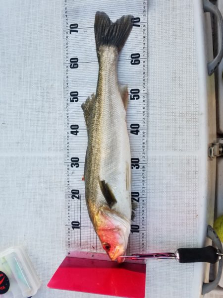 海龍丸（島根） 釣果