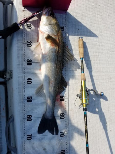 海龍丸（島根） 釣果