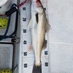 海龍丸（島根） 釣果