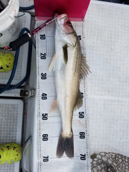 海龍丸（島根） 釣果