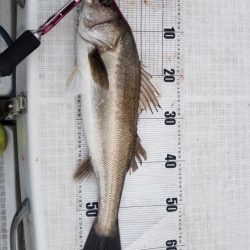 海龍丸（島根） 釣果