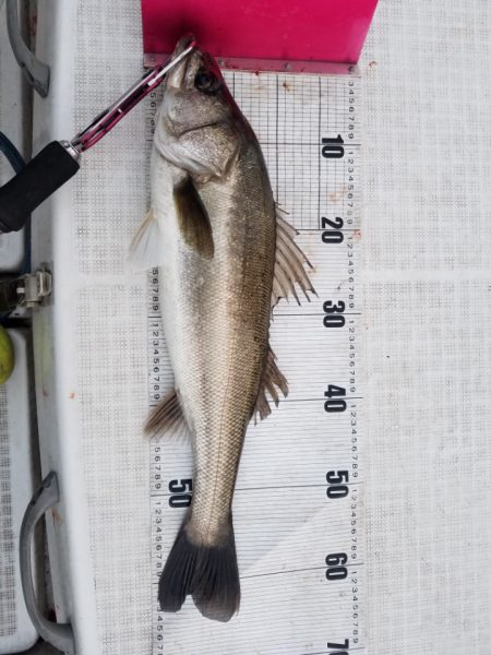 海龍丸（島根） 釣果