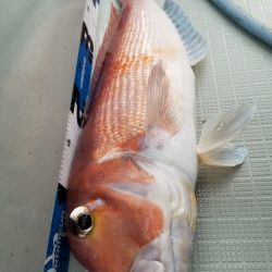 アマテラス 釣果