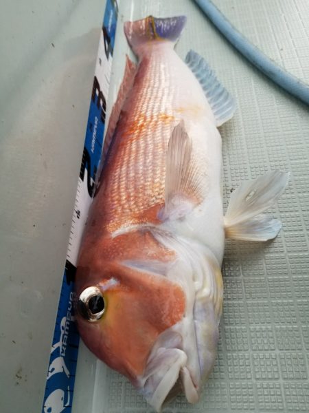 アマテラス 釣果