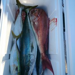 エンペラー 釣果