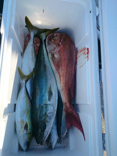 エンペラー 釣果