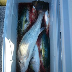 エンペラー 釣果