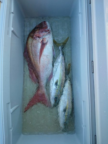 エンペラー 釣果