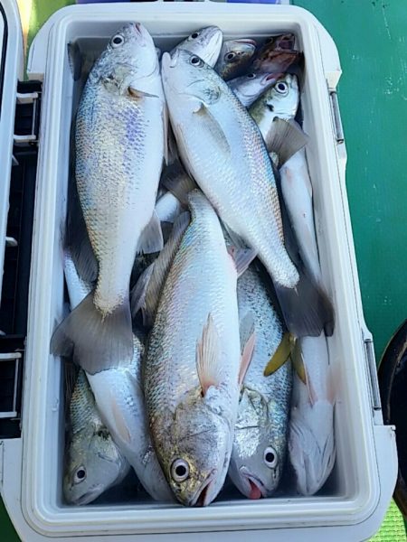 金沢八景鴨下丸 釣果