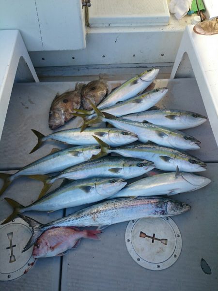 エンペラー 釣果