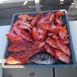 エンペラー 釣果