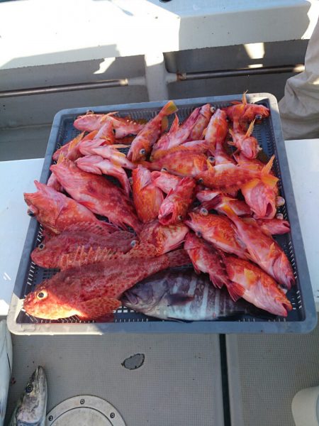 エンペラー 釣果